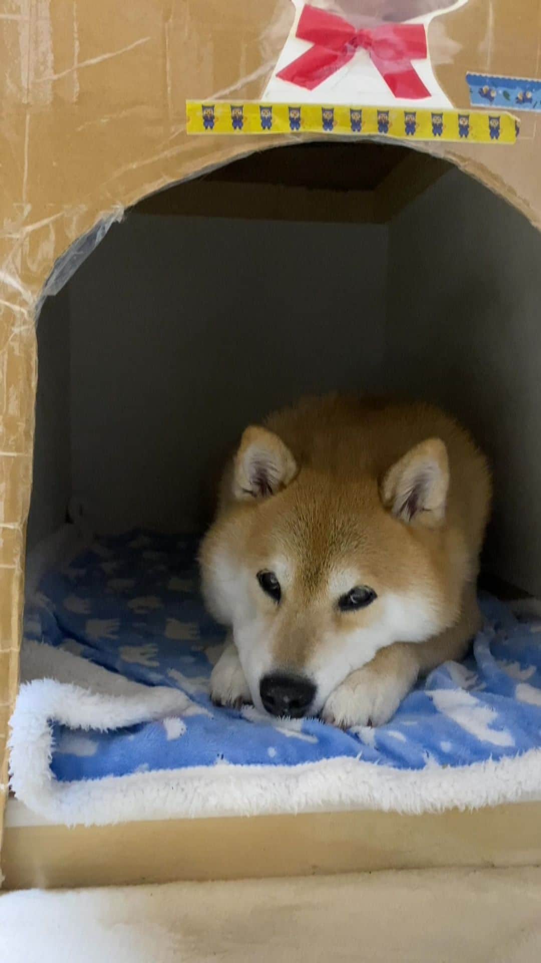 まる（まるたろう）のインスタグラム：「Good night!✨🐶💤✨いい夢見てね〜 #パパは穴塞いでね〜 #寝癖ついちゃうからね #てか穴ぼこあけないで #てか覗かないで」