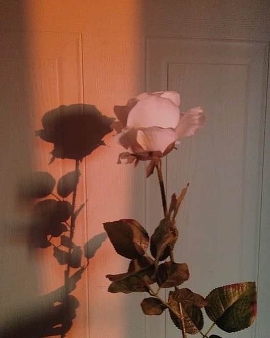 MARINのインスタグラム：「🌸The more you try and uncover your hidden ability, the more ability you’ll develop in the process.」