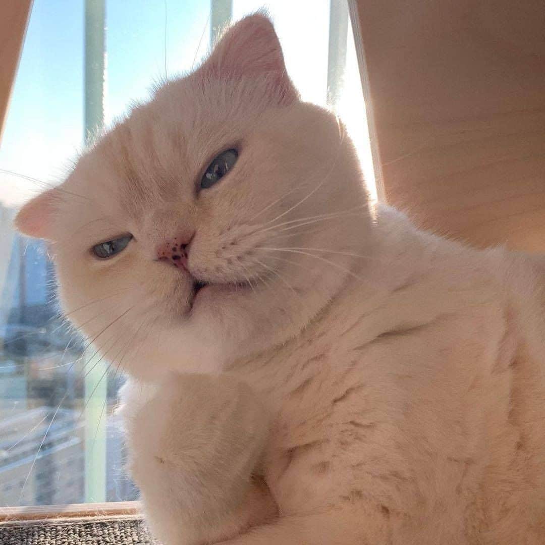 Aww Clubのインスタグラム
