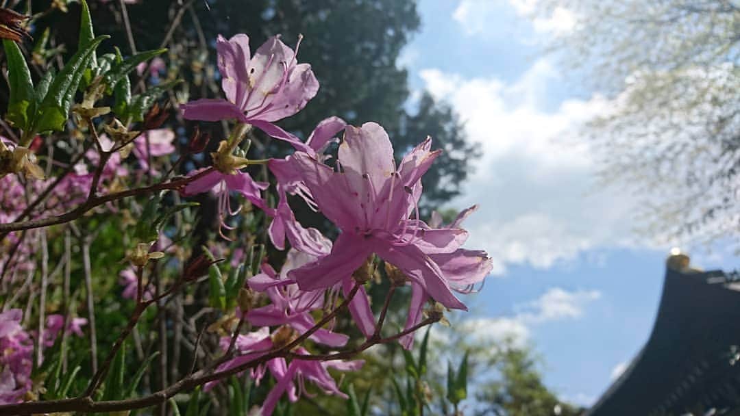 桜花のインスタグラム：「おやすみなさい✨  みなさん素敵な夢を。。🌷」