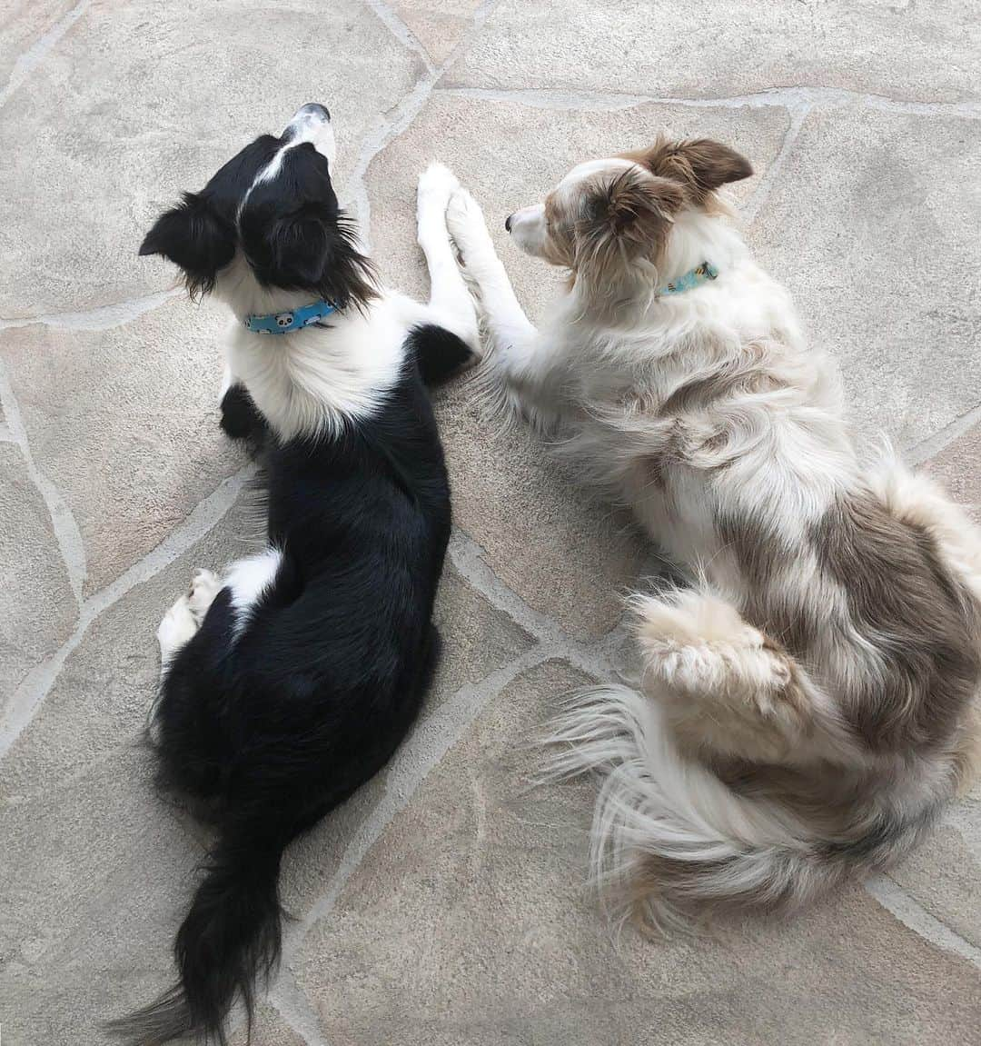 Jazzy Cooper Fostersさんのインスタグラム写真 - (Jazzy Cooper FostersInstagram)「I often catch them having a secret meeting. I wonder what they are plotting. 🤭🤫」2月6日 1時15分 - bordernerd