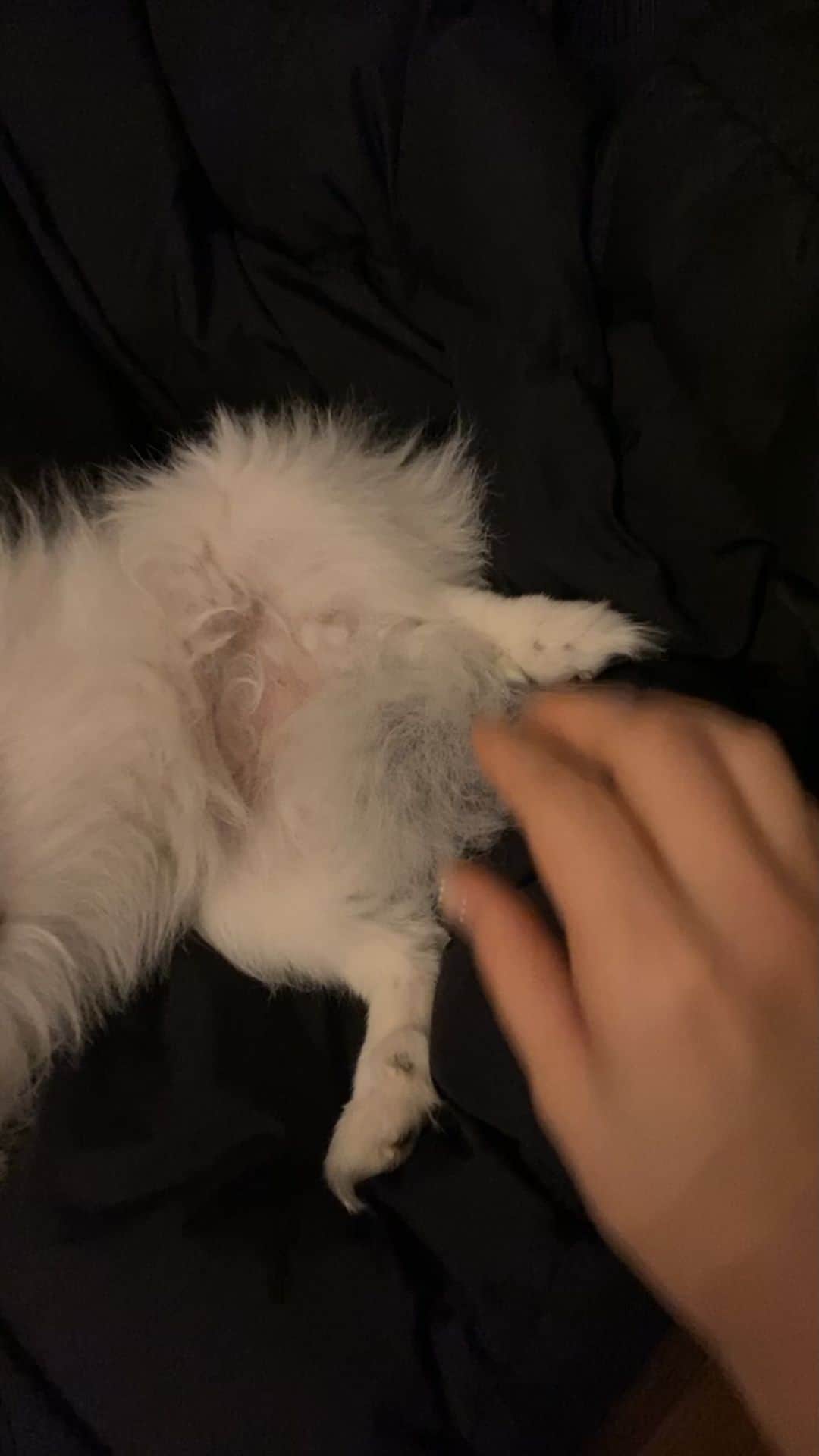 エイリーのインスタグラム：「🐶🐾」