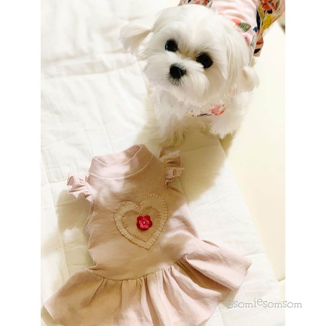 Kodie Bearのインスタグラム：「🎀💭Mommy is getting better at making my dresses💗💭」