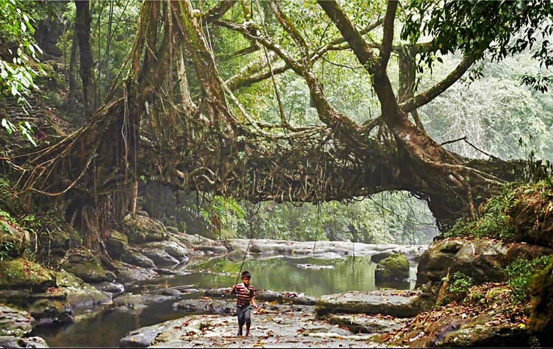 TED Talksのインスタグラム：「This bridge is alive! 😱 That’s right — It’s made out of living roots and was constructed through an age-old technique developed by the Khasi people. They live in a part of India that receives the most rainfall in the world, and travel between their villages is cut off in monsoon season. These bridges help keep them connected. Created by guiding (and growing) tree roots through a woven scaffolding, a completed bridge can last for centuries. But building one takes time — nearly 50 years (!). Architect Julia Watson (@juliawatsonstudio) studies Indigenous designs like this in order to understand how we can counter the effects of climate change. “We have thousands of years of ancient knowledge that we just need to listen to and allow it to expand our thinking about designing symbiotically with nature,” she explains. You can learn more on this week’s TED Radio Hour, where Watson and others are spotlighting amazing ideas and projects that just can't be rushed. Visit the link in the bio to listen!⁠ ⁠ [Image: Courtesy of Amos Chapple]」