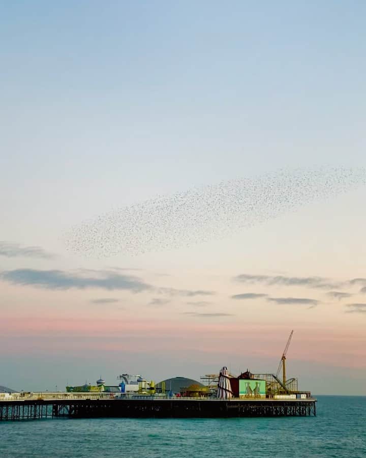 Tea and sittingのインスタグラム：「Amazing #murmuration just now...another reason I love #Brighton 💕 ( I’ve also  put a few more bits of murmuration film in my Stories today...it was SO beautiful )」