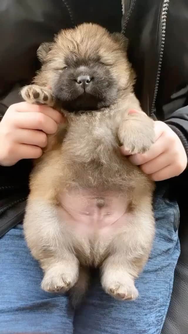 DogsOf Instagramのインスタグラム：「“4 week old real life teddy bear 🧸” — @devotabullz_canterbury   #dogsofinstagram #teddybear #rollypollypuppy」