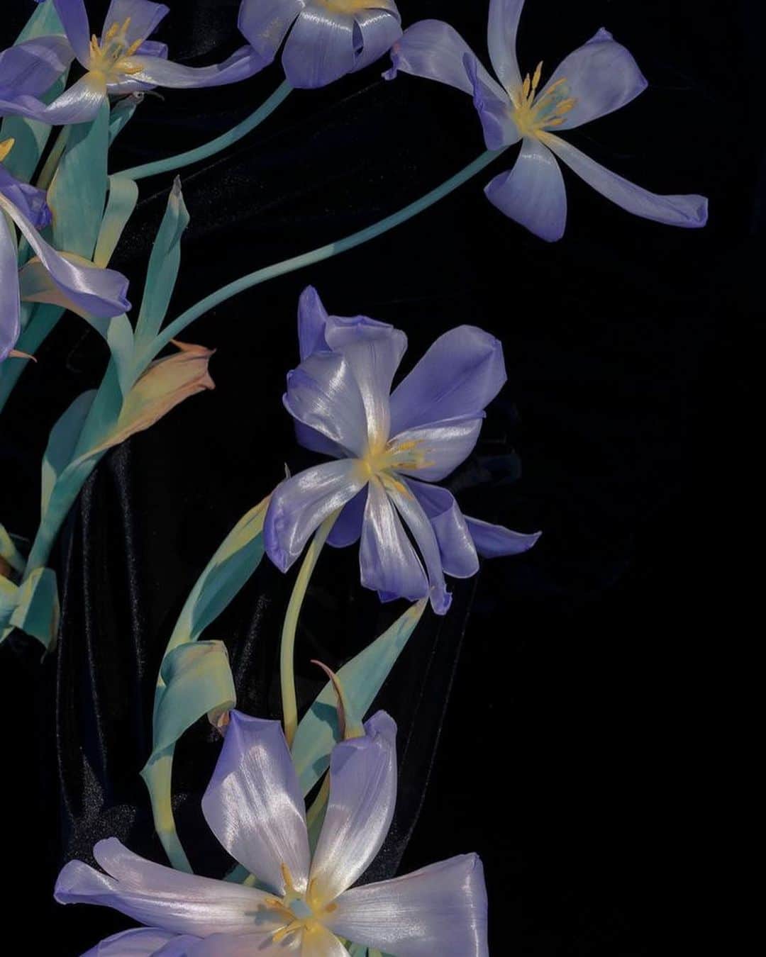 ケイリン・ルッソのインスタグラム：「Silk petals  Burn it all」