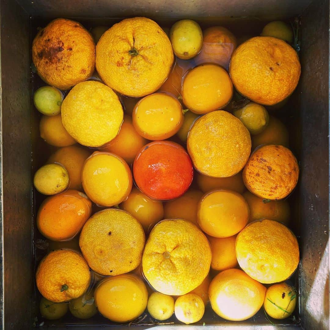 シーマス・デヴァーさんのインスタグラム写真 - (シーマス・デヴァーInstagram)「Citrus harvest at Casa Dever. Can you name all our varieties?」2月6日 2時15分 - seamuspatrickdever