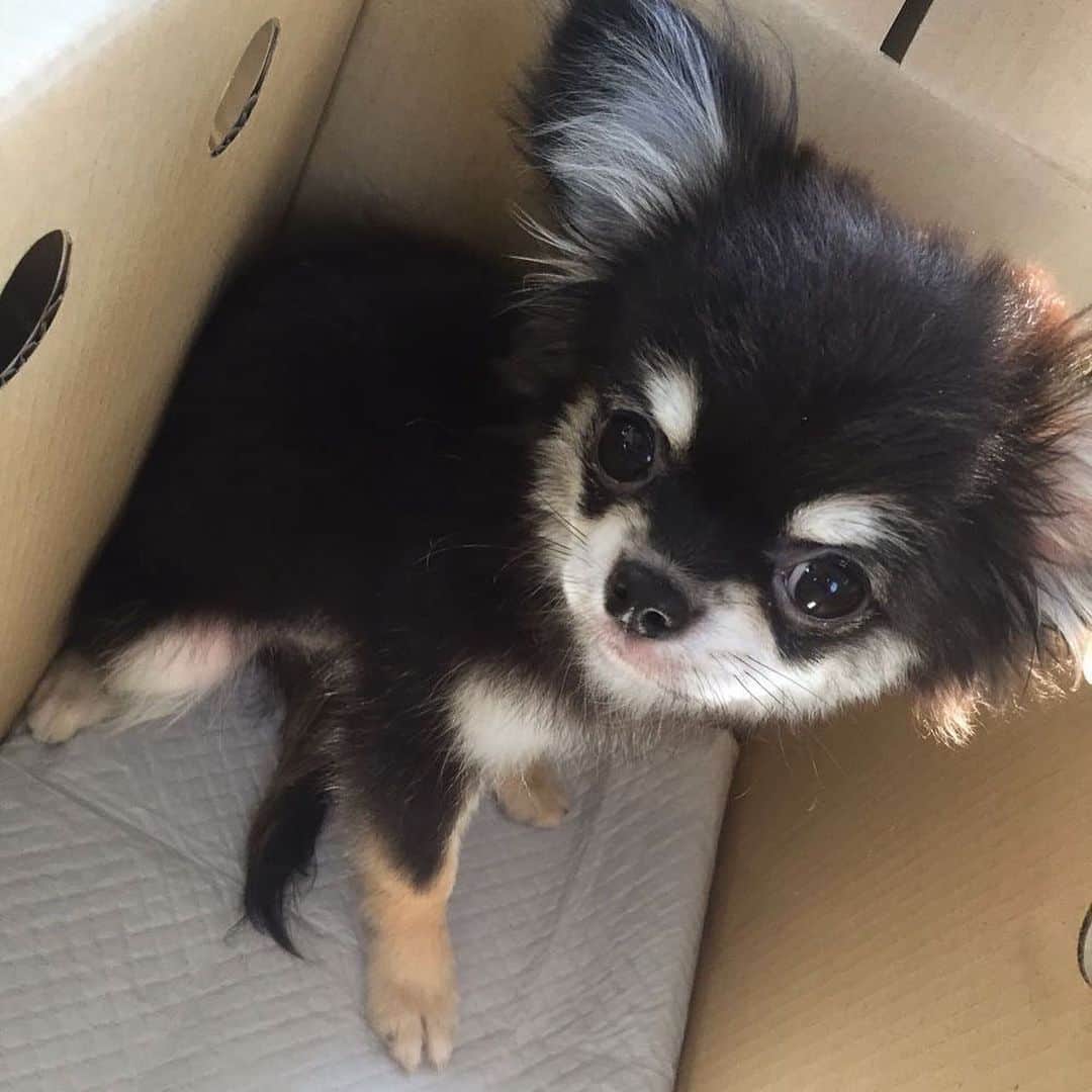 原あやののインスタグラム：「どんなに可愛い子犬を見ても、らいぶさん（幼少期）の衝撃に勝てる子はいないな〜と、定期的に見てほしいとなる写真です  #チワワ#ちわわ#いぬすたぐらむ#わんすたぐらむ#いぬのいる暮らし#犬バカ部#いぬ部#ちわわ #天使が家に来た日#うちの子しか勝たん#すみません」