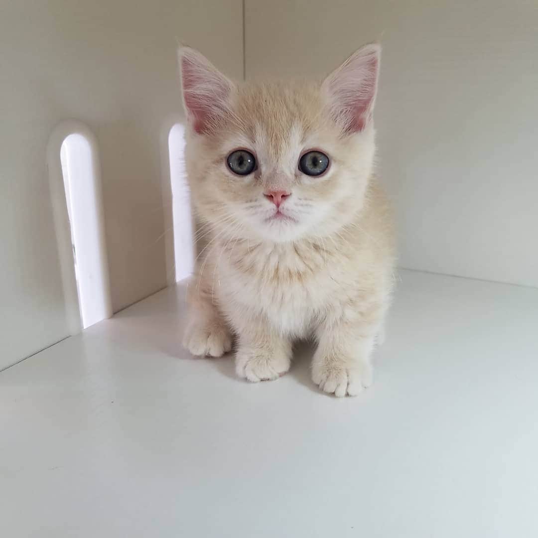 マンチカン(munchkin)キャットファーム大谷さんのインスタグラム写真 - (マンチカン(munchkin)キャットファーム大谷Instagram)「お客様にゃんこちゃん❤ #キャットファーム大谷#まんちかん#マンチカン#ネコ#こねこ#にゃんこ#猫ちゃん#ねこ部#ニャンスタグラム#猫#ねこ#子猫#モフモフ#モフモフねこ#ミヌエット#短足#ねこすたぐらむ#愛猫#かわいい#ふわもこ部#猫のいる暮らし#マンチカンブリーダー#ミヌエットブリーダー#cat#catsgram #catsofinstagram#instacat#picneko」2月6日 11時57分 - roytar222