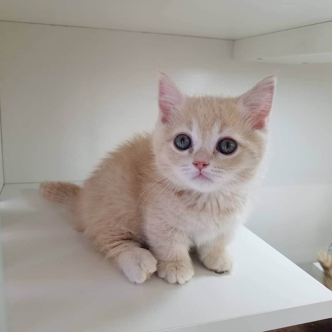 マンチカン(munchkin)キャットファーム大谷さんのインスタグラム写真 - (マンチカン(munchkin)キャットファーム大谷Instagram)「お客様にゃんこちゃん❤ #キャットファーム大谷#まんちかん#マンチカン#ネコ#こねこ#にゃんこ#猫ちゃん#ねこ部#ニャンスタグラム#猫#ねこ#子猫#モフモフ#モフモフねこ#ミヌエット#短足#ねこすたぐらむ#愛猫#かわいい#ふわもこ部#猫のいる暮らし#マンチカンブリーダー#ミヌエットブリーダー#cat#catsgram #catsofinstagram#instacat#picneko」2月6日 11時57分 - roytar222