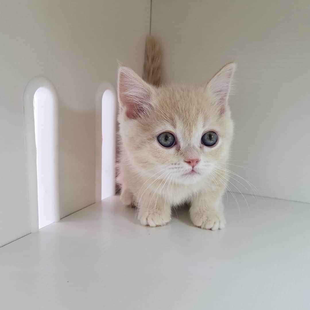 マンチカン(munchkin)キャットファーム大谷さんのインスタグラム写真 - (マンチカン(munchkin)キャットファーム大谷Instagram)「お客様にゃんこちゃん❤ #キャットファーム大谷#まんちかん#マンチカン#ネコ#こねこ#にゃんこ#猫ちゃん#ねこ部#ニャンスタグラム#猫#ねこ#子猫#モフモフ#モフモフねこ#ミヌエット#短足#ねこすたぐらむ#愛猫#かわいい#ふわもこ部#猫のいる暮らし#マンチカンブリーダー#ミヌエットブリーダー#cat#catsgram #catsofinstagram#instacat#picneko」2月6日 11時57分 - roytar222