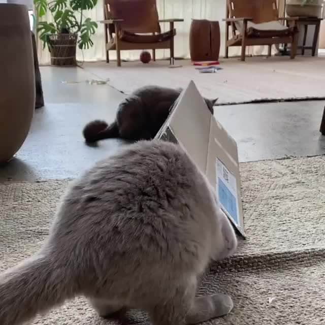 Aww Clubのインスタグラム