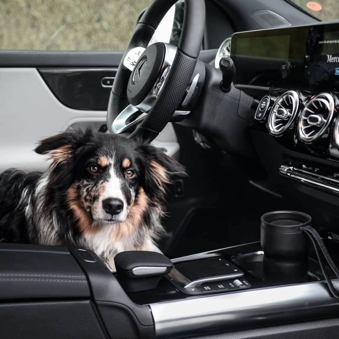 Mercedes-Benz Thailandさんのインスタグラム写真 - (Mercedes-Benz ThailandInstagram)「The new GLA is the ultimate companion for a versatile life. As much on the go as you. 🚘 🐾   และถ้าคุณอยากนำรถคันนี้ไปขับและถ่ายภาพระหว่างวันที่ 19 กุมภาพันธ์ 2564 – 23 กุมภาพันธ์ 2564 ก็สามารถสมัครเข้าร่วมกิจกรรมถ่ายภาพได้เลย  ทาง Facebook Group: MBSocialCar Thailand (คลิกลิงก์เข้าร่วมได้ที่ IG Story Highlight) ตั้งแต่วันที่ 5 กุมภาพันธ์ 2564 – 12 กุมภาพันธ์ 2564 เวลา 18:00 น.  Photo by Filip Nies #MBSocialCar for Mercedes-Benz USA  #GLA #MercedesBenz #MercedesBenzThailand」2月6日 13時04分 - mercedesbenzthailand