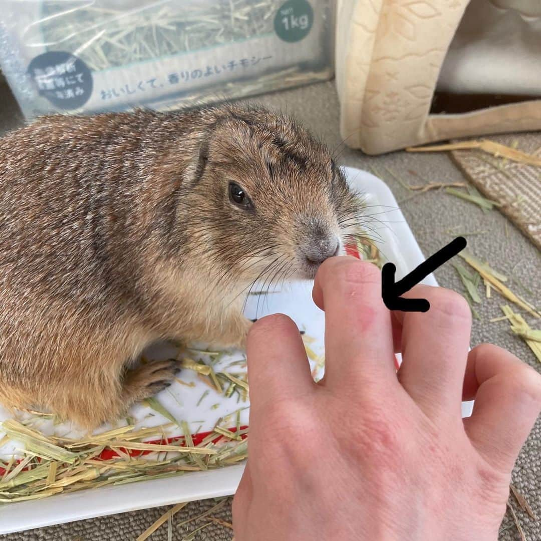 cocoのインスタグラム：「抱っこしようとして噛まれました。 他の飼い主さんからもそんな報告が続くと、もうすぐ春だなあと思う…🌸 プレーリードッグあるある #Sobaちゃん」