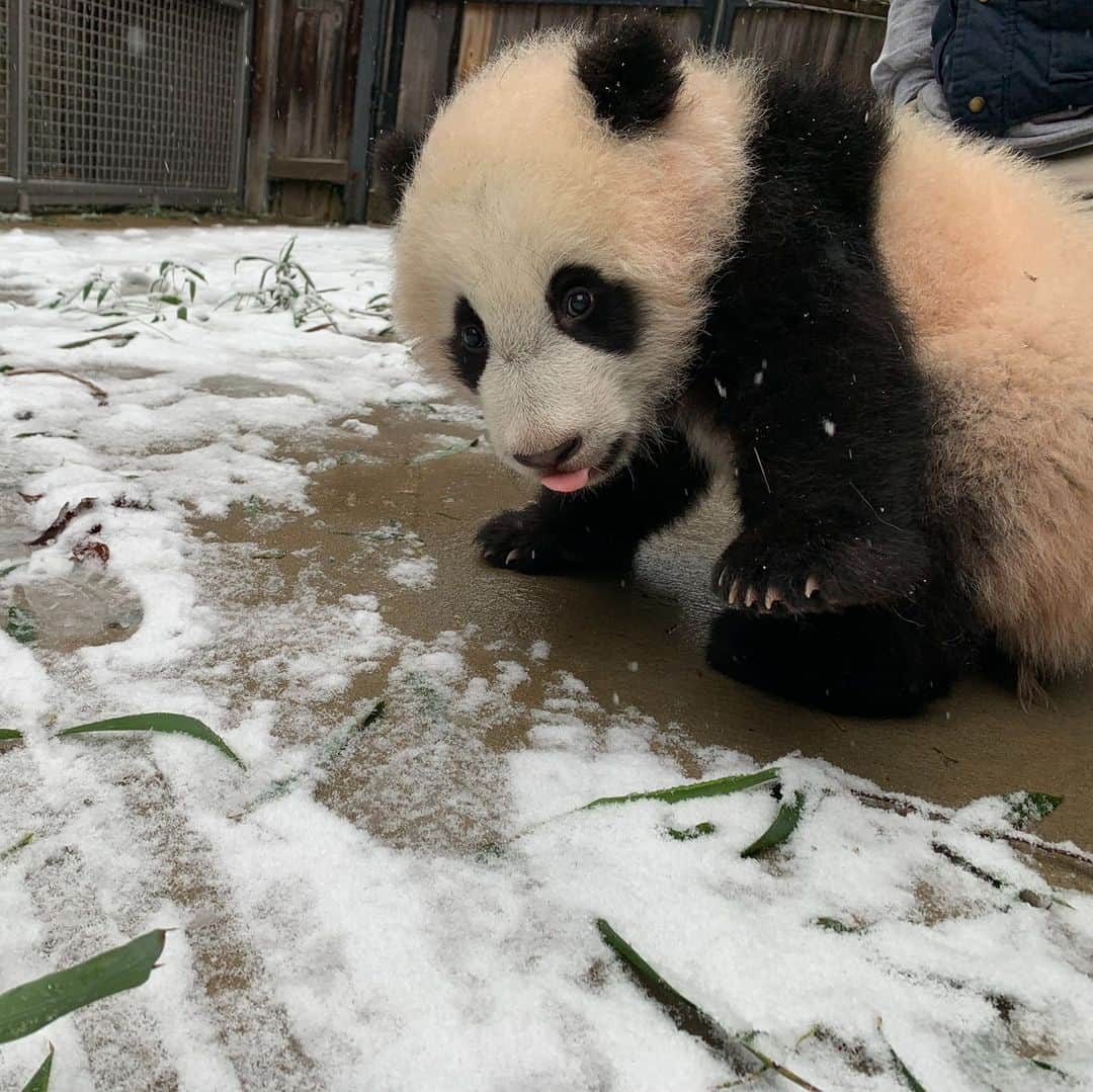 スミソニアン国立動物園さんのインスタグラム写真 - (スミソニアン国立動物園Instagram)「❄️🐼 👅  Our chill giant panda cub had his first encounter with snow this week! ✏️KEEPER UPDATE: https://s.si.edu/372XuCH. (Link in bio.)  . . .  📧❤️ Get pandas in your inbox! Sign up for the Giant Panda Bulletin: https://nationalzoo.si.edu/email.  . . .  #PandaStory #PandaCubdates」2月6日 4時26分 - smithsonianzoo