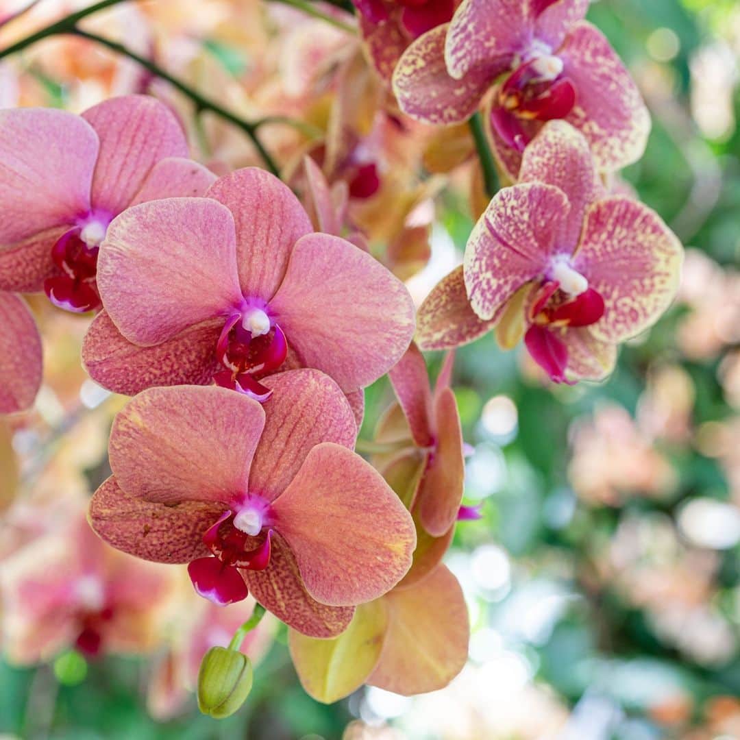 ニューヨーク植物園のインスタグラム：「Starting February 20 and continuing with reduced indoor capacity, Spotlight on Orchids offers intimate displays of orchids in brilliant white and striking colors set against the foliage of aroids, ferns, and bromeliads—planted as they might be found in nature and blending gracefully with their surroundings in the Haupt Conservatory. . We are forgoing our traditional orchid exhibition this year in favor of a limited display of orchids and other permanent plant collections in the Haupt Conservatory. We are pleased to offer access to the Conservatory and Spotlight on Orchids to all visitors with a Garden Pass + Conservatory ticket. . We look forward to the return of The Orchid Show in 2022. . #plantlove #AllInNYC #Phalaenopsis」