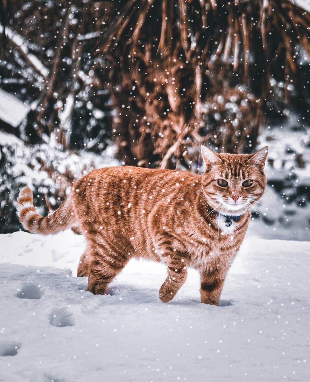 Cats of Instagramさんのインスタグラム写真 - (Cats of InstagramInstagram)「From @danmumford: "Henry out in the snow!" #twitterweek #catsofinstagram」2月6日 5時02分 - cats_of_instagram