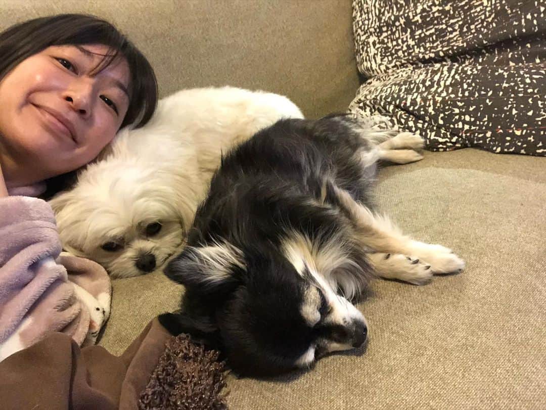 のインスタグラム：「おはようございます☀ 暗闇の中起きて、お日様待ちのまったりタイム😪 ハルくんだけは、あさんぽで頭がいっぱい🌱 まだ❓🐶まだ🙋🏻‍♀️ まだ❓🐶🐛あとで🙋🏻‍♀️ まだ❓🐶🎾🥚もうちょっと🙋🏻‍♀️ というのも毎朝恒例🐾 いつも通りの、平和な朝の我が家です☕️(*´꒳`*)✨🕊 よい週末を〜☺️😷🍀 #寝起き#ごろごろ#早起き#日課#コーヒータイム#朝方家族#犬のいる暮らし#千葉暮らし #チワワ#ハナちゃん#シニアの貫禄 #チワマル#ハルくん#あさんぽ命#外に行きたい犬 #いぬばか部 #いぬすたぐらむ #chihuahua #maltese #mixdog #doglover  さて、そろそろあさんぽ。。 🚶‍♀️支度の気配で、 音もなく静かにカバンで待つハナ姉ちゃん👜🐶🌸 流石の貫禄です(о´∀`о)🐾」