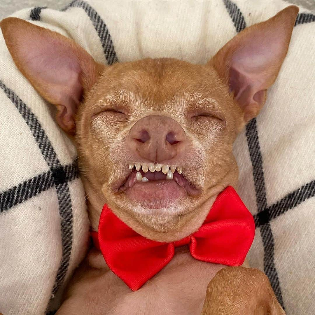 Tuna {breed:chiweenie} さんのインスタグラム写真 - (Tuna {breed:chiweenie} Instagram)「Today is #nationalwearredday. ❤️  Does wearing a red bow tie count? I’m going to go with absolutely. It really accentuates his #shrivelneck, doesn’t it? Also, do yourself a favour and scroll to the last photo.」2月6日 6時59分 - tunameltsmyheart