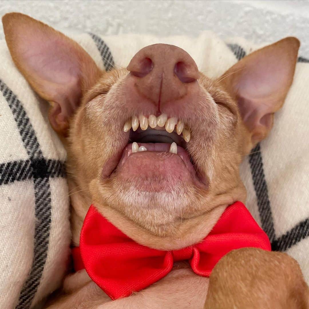 Tuna {breed:chiweenie} さんのインスタグラム写真 - (Tuna {breed:chiweenie} Instagram)「Today is #nationalwearredday. ❤️  Does wearing a red bow tie count? I’m going to go with absolutely. It really accentuates his #shrivelneck, doesn’t it? Also, do yourself a favour and scroll to the last photo.」2月6日 6時59分 - tunameltsmyheart