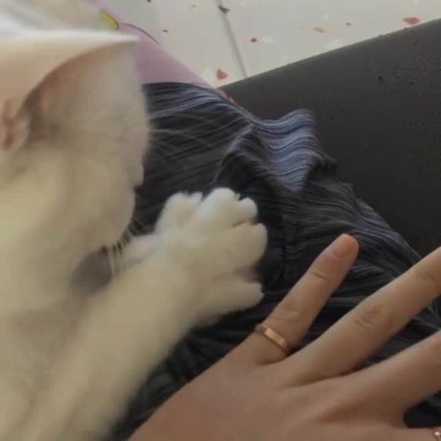 Aww Clubのインスタグラム
