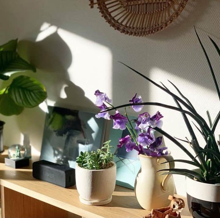 のインスタグラム：「【店長佐藤のアカウントよりお届け！】どこに飾ろう？ 春のお花たち。 . - - - - - - - - - - - いつもの空間も、 そこに少しお花を飾るだけで、 がらっと違って見えたりするもの。  店長佐藤も最近、 お花を飾る場所を増やしてみたそうですよ◎ . - - - - - - - - - - - ■ 店長佐藤 . 「最近、仕事部屋にも 花を飾るように意識してみています。 リビングやキッチン用に買った花を一輪二輪、 仕事部屋にもわける感じで。  雑談ベースの軽めの話題から数字みっちりの会議、 重めのテーマについて話す会議まで、 たくさんの相手と話し続ける一日のなかで、 途中途中で花と目が合うだけで 緩んだり救われるような瞬間があるんですよね😌  しばらく続けてみたいなぁと思います」 . - - - - - - - - - - - 店長佐藤のアカウントでは、愛用品や 自宅インテリア、日々の暮らしを更新中！ ぜひフォローしてご覧になってみてくださいね♪ ➔@tomokosato_hokuohkurashi . #interior#livingroom#homedecor#instahome#homewares#インテリア#北欧インテリア#花#花のある暮らし#グリーンのある暮らし#仕事#キッチン#キッチン雑貨#シンプル#シンプルライフ#シンプルデザイン#暮らしを楽しむ#日々の暮らし#北欧#暮らし#北欧暮らしの道具店」