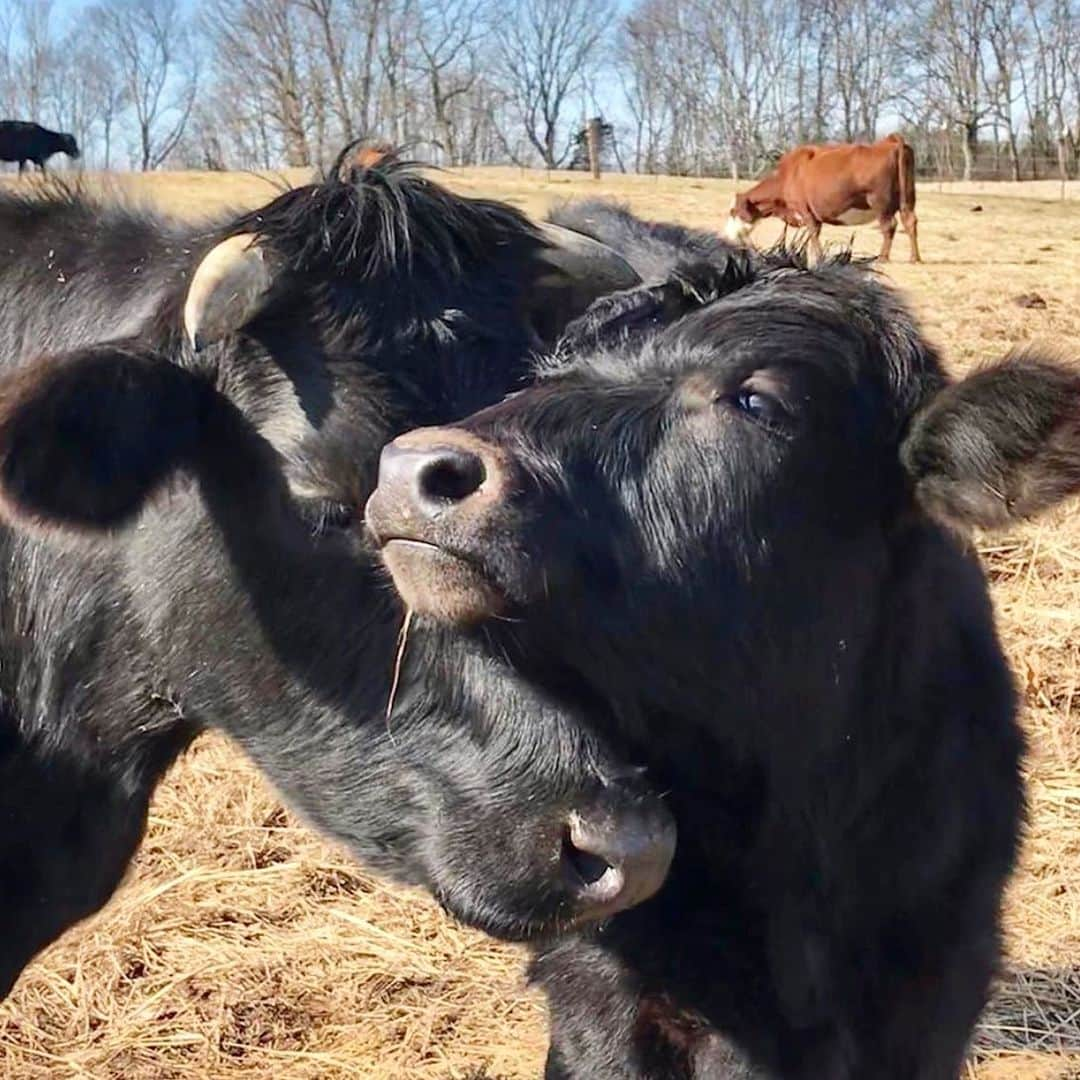 モービーさんのインスタグラム写真 - (モービーInstagram)「Mother and son. #veganforlife @cowscomehomesanctuary」2月6日 7時01分 - moby