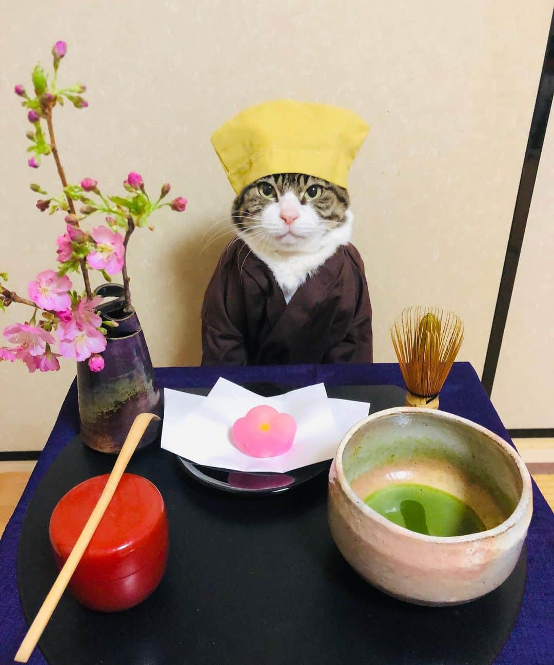 マロさんのインスタグラム写真 - (マロInstagram)「🍵抹茶の日🍵　SWIPE▶️ ✴︎ 愛知県西尾市茶業振興協議会が1992年（平成4年）に制定。 日付は茶道において釜を掛けて湯を沸かす道具「風炉（ふろ）」から「ふ（2）ろ（6）」と読む語呂合わせで2月6日としたもの。西尾茶の創業120年の記念と、販路拡大が目的だそうです。 ✴︎ February 6 is the day of Matcha in Japan. ✴︎ いつもコメントありがとうございます😺🙏💞 返信出来ない時が多くてすみません🙇‍♀️ 全て拝見しています🐾 ✴︎ Thank you  for your kind comments😸🙏💞 I'm sorry that I couldn't reply. ✴︎ #cat#cats#catsofinstagram#😻 #sweetcatclub#japanesefood  #japaneseculture#matcha#猫 #ねこ#ねこ部#ふわもこ部#抹茶 #今日は何の日#抹茶の日#和菓子 #桜#猫のいる生活#斉藤和義 #カーリングシトーンズ#立春」2月6日 7時30分 - rinne172