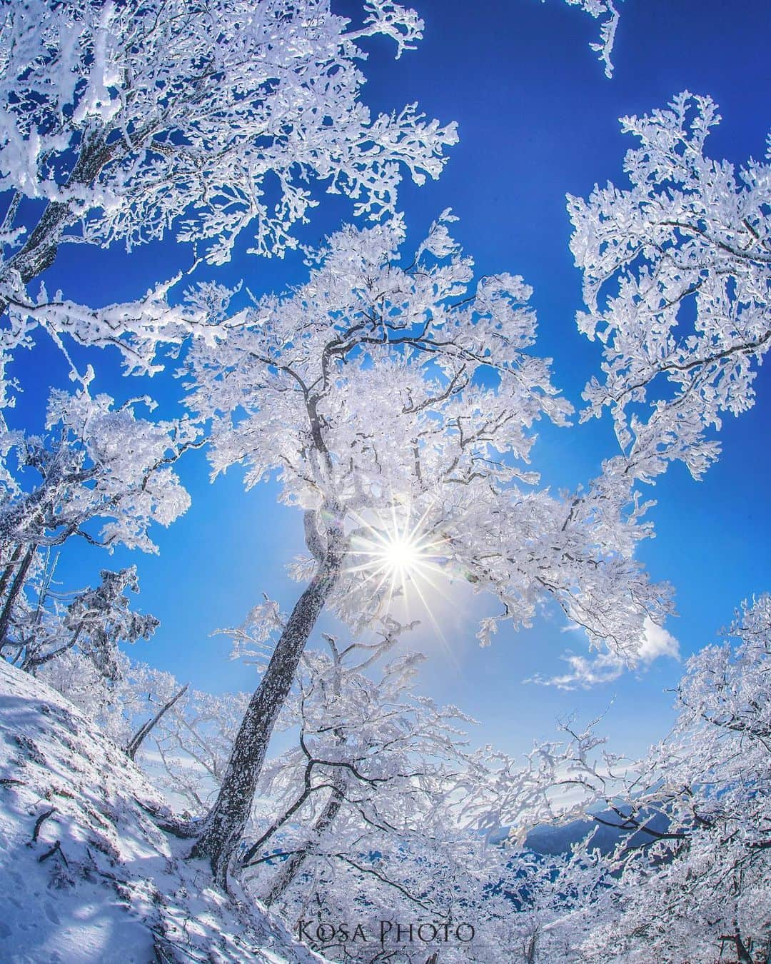 コサさんのインスタグラム写真 - (コサInstagram)「青と白のシンフォニー こんな美しい雪景色に出会えてラッキーでした . Location:奈良 Nara / Japan🇯🇵 Date:2021年1月 . #霧氷 #明神平 #乗り越えようnippon #ニコン #写真は私の原動力 #arrowsあなたが夢中な世界 #思いをつなぐフォト #Japan_Daytime_View #tokyocameraclub #sorakataphoto #team_jp_ #photo_jpn #bestjapanpics #Lovers_Nippon #YourShotPhotographer #Impressive_gallery #light_nikon #LBJ_Legend #広がり同盟メンバー #nipponpic_member #special_spot_legend #s_shot #Rox_Captures #1x_japan #IGersJP #jgrv_member #ap_japan_ #colore_de_saison #japan_bestpic_ #raw_community_member」2月6日 7時33分 - kosa_photo