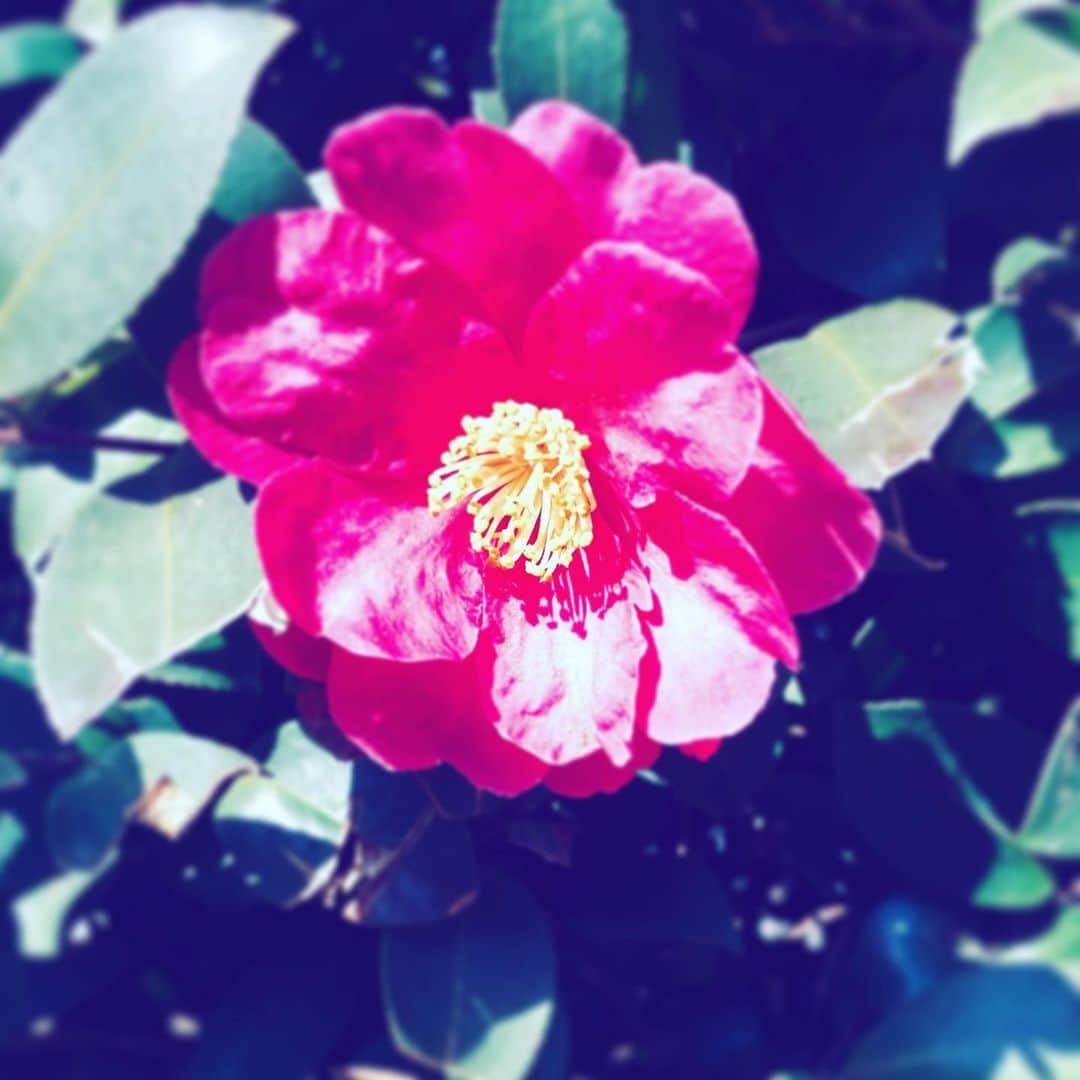 中野敬久さんのインスタグラム写真 - (中野敬久Instagram)「#flower #flowersoflife #red #hope #neighborhood」2月6日 7時58分 - hirohisanakano