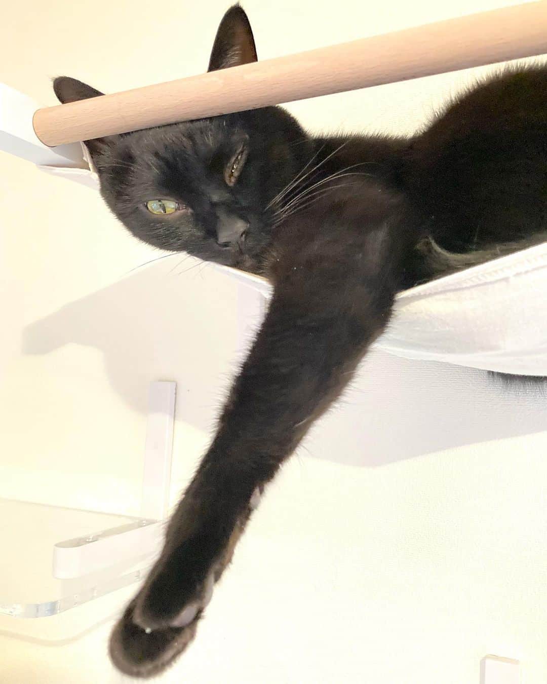 しおやてるこのインスタグラム：「こんにちはネコチャン #黒猫」