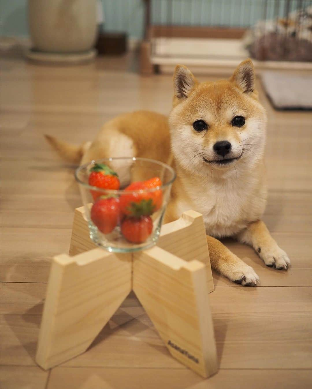 豆柴にこちゃんさんのインスタグラム写真 - (豆柴にこちゃんInstagram)「🐶🍓 おはよー  イチゴ犬。  #柴犬#豆柴#pecoいぬ部#犬#shibastagram#petstagram#犬#犬のいる暮らし#shibainu#dog#mameshiba#pecotv#いぬのきもち部#しばいぬ#しばけん#こいぬ#シバイヌ#狗#ペット#子犬#puppy#pet#시바견#강아지#개#instacute#barked#9gag#9gagpets」2月6日 8時11分 - nikochan.mame48