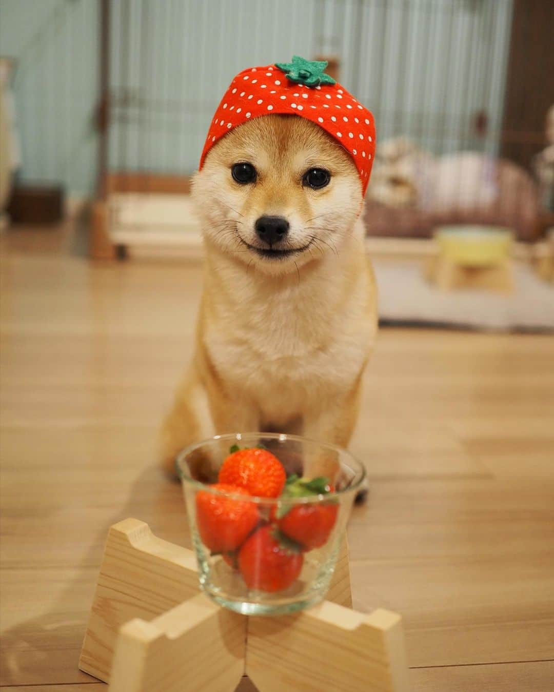 豆柴にこちゃんさんのインスタグラム写真 - (豆柴にこちゃんInstagram)「🐶🍓 おはよー  イチゴ犬。  #柴犬#豆柴#pecoいぬ部#犬#shibastagram#petstagram#犬#犬のいる暮らし#shibainu#dog#mameshiba#pecotv#いぬのきもち部#しばいぬ#しばけん#こいぬ#シバイヌ#狗#ペット#子犬#puppy#pet#시바견#강아지#개#instacute#barked#9gag#9gagpets」2月6日 8時11分 - nikochan.mame48