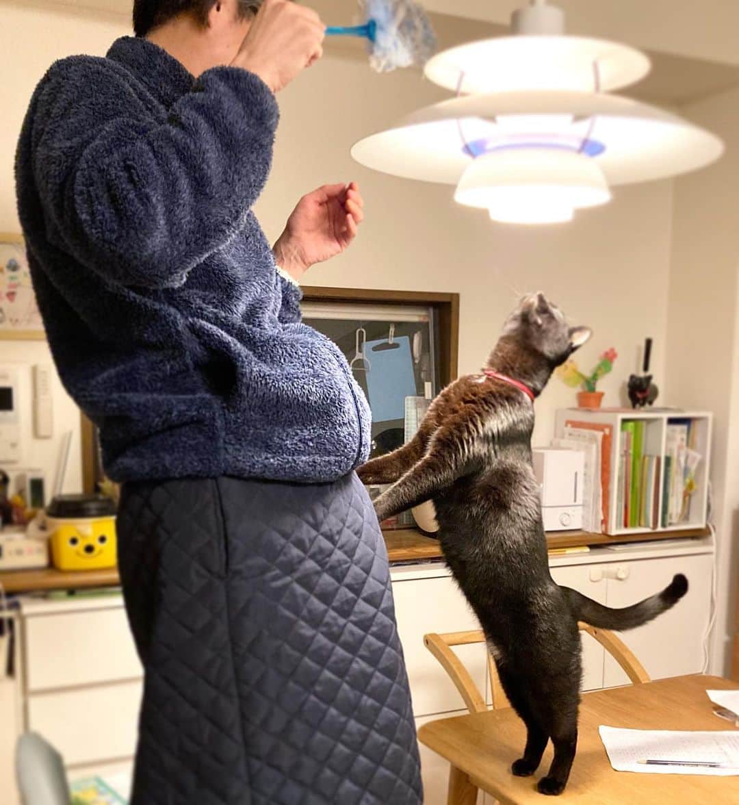 しおやてるこのインスタグラム：「電気の傘の埃取りをするおじさん（夫）に絡むネコチャン。姿勢が良いとマッチョ感増すね！あとデカいw #黒猫」