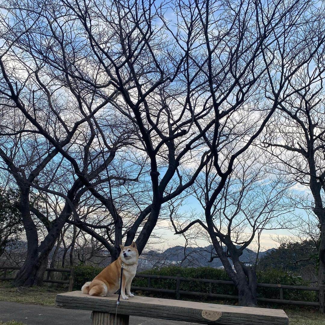 マル子さんのインスタグラム写真 - (マル子Instagram)「おはよー！  #マル子  #たぶん桜  #咲いたらきれいだろうな」2月6日 8時54分 - tomikago