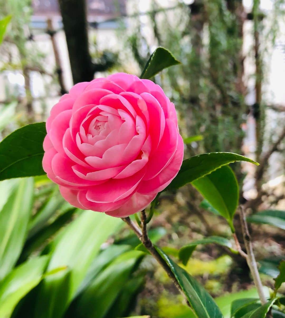 竹川美子のインスタグラム：「椿の花☘️ #椿 #ツバキ #別名ヤブツバキ #ピンク色 #日本の原産の美しい花木 #花言葉 #理想の愛 #控えめな美 #控えめな愛 #慎み深い #可憐 #癒し」