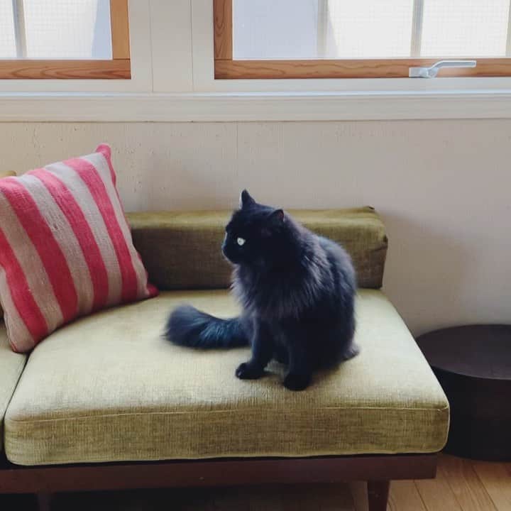 OKAのインスタグラム：「どうしたの？  鳴いてみただけ  #気まぐれにんにん」