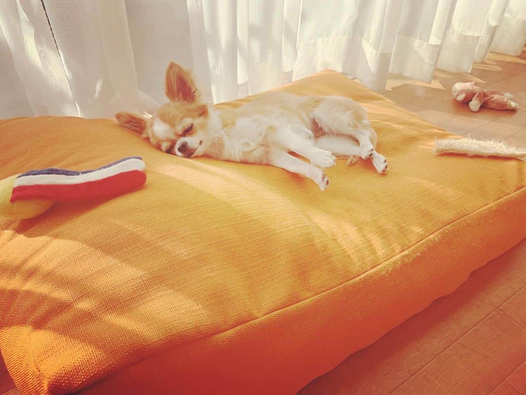 朝岡実嶺のインスタグラム：「今日もお気に入りのオモチャに囲まれてスヤスヤ🐶  She’s sleeping peacefully surrounded by her favorite toys as always🐶  #チワワ #わんこ  #わんこのいる生活  #chihuahua  #doggy #dogsofinstagram」