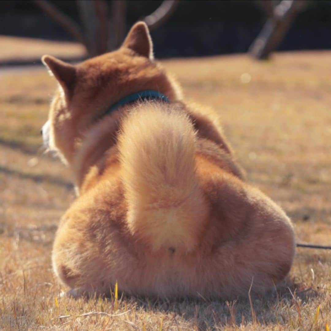 まる（まるたろう）のインスタグラム：「Good morning!✨🐶✨はーいモグモグタイムだよ〜 #そだね〜 #って誰がカーリングやねん #あれ石でしょ #こんなフワフワじゃすぐ止まっちまう」
