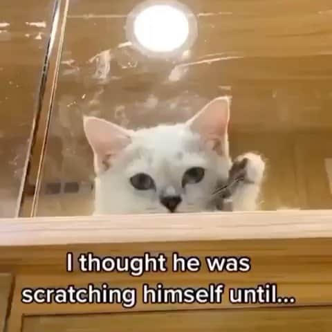 Cute Pets Dogs Catsのインスタグラム