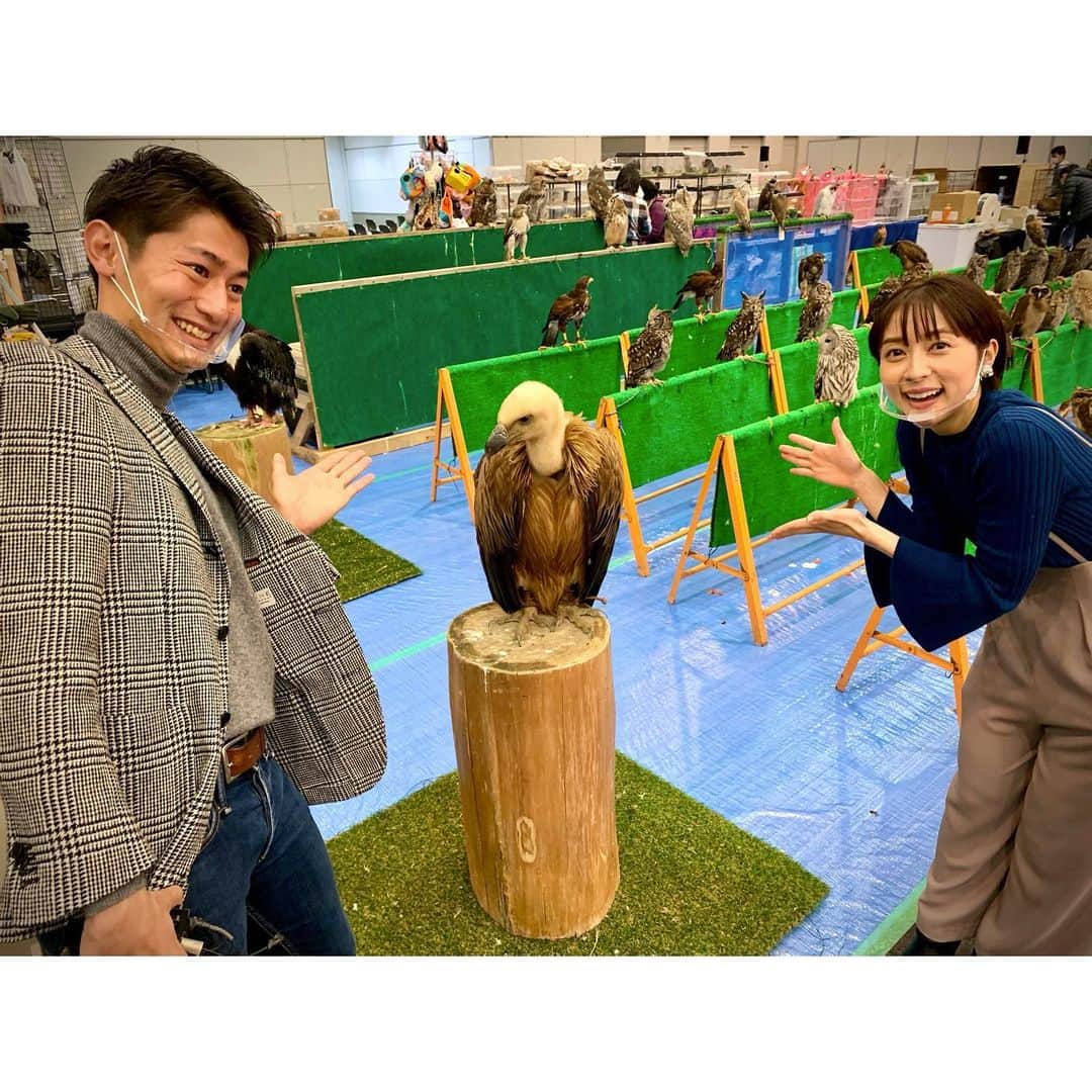 須藤駿介さんのインスタグラム写真 - (須藤駿介Instagram)「. まるごと生中継では 日本最大級の爬虫類イベント 「ジャパンレプタイルズショー2021」の魅力をお届けしました！  今日、明日のみ2日間の開催となっています！😙🐍🦎🐢🦅🦉  最近ペットの多様化もあり 爬虫類がとても人気なんだとか！！ 動物好きな私は、とにかく癒されました😆  記念に、鷲の「シロエリハゲワシ」と写真を撮りました！ ビビりすぎて、腰引けました！笑 もっと立ち向かえばよかった！笑 . #ジャパンレプタイルズショー2021 #ツインメッセ静岡 #爬虫類のいる生活  #癒し #まるごと #生中継」2月6日 9時20分 - sudo_shunsuke