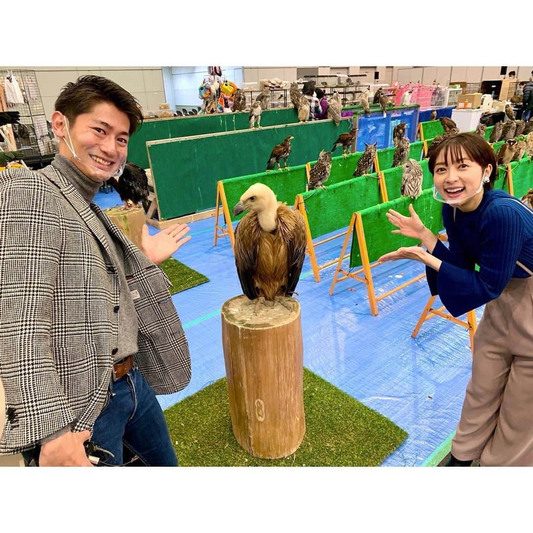 須藤駿介のインスタグラム：「. まるごと生中継では 日本最大級の爬虫類イベント 「ジャパンレプタイルズショー2021」の魅力をお届けしました！  今日、明日のみ2日間の開催となっています！😙🐍🦎🐢🦅🦉  最近ペットの多様化もあり 爬虫類がとても人気なんだとか！！ 動物好きな私は、とにかく癒されました😆  記念に、鷲の「シロエリハゲワシ」と写真を撮りました！ ビビりすぎて、腰引けました！笑 もっと立ち向かえばよかった！笑 . #ジャパンレプタイルズショー2021 #ツインメッセ静岡 #爬虫類のいる生活  #癒し #まるごと #生中継」