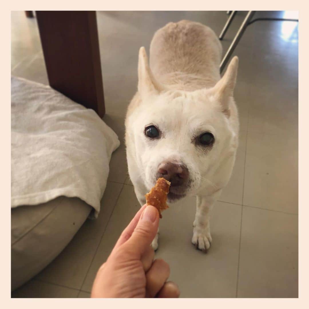 パンといっぴきのインスタグラム
