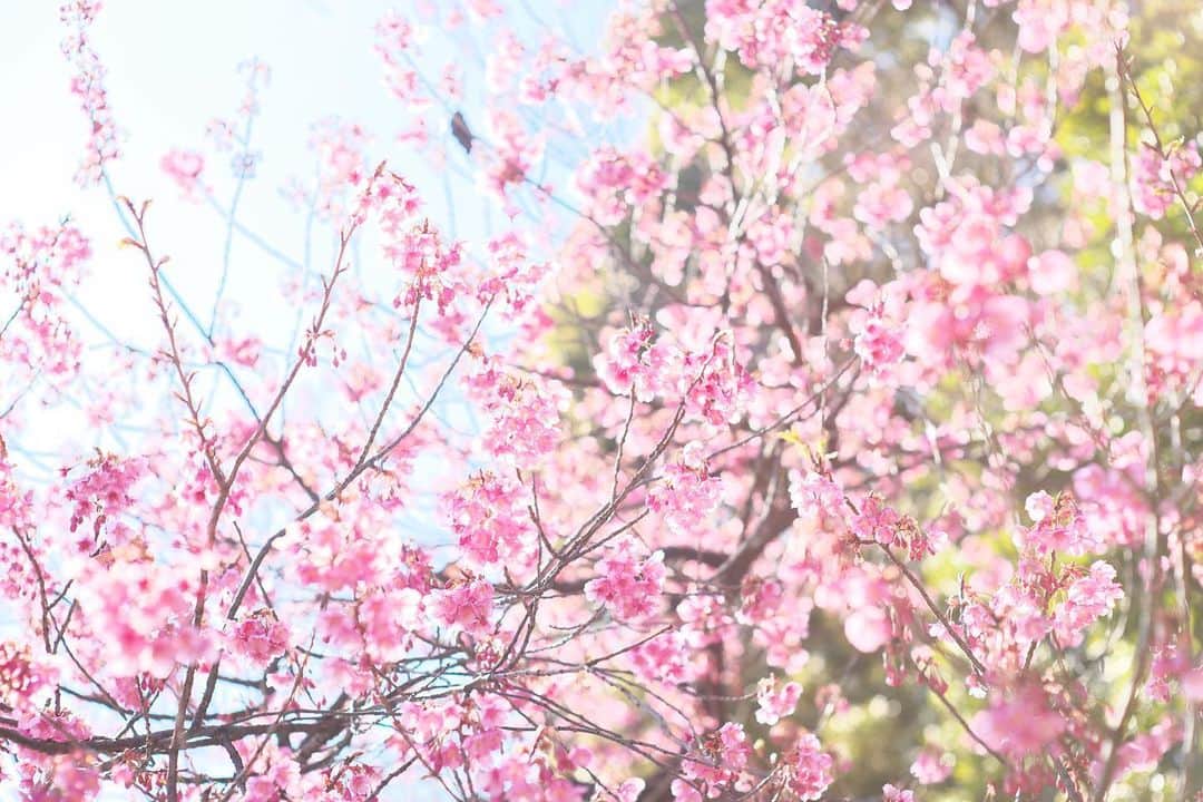 kiccyomuのインスタグラム：「☀️ 2021.02.06 Sat #心に花を 今年の #荏原神社 #寒緋桜 まだまだ蕾が多いけど… 部分的に咲いてるところもあって 引きで📷撮ると ピンク色🌸が盛り盛り😊  天気が良い週末 土曜日…今日も元気に🤗  location #東京 📷撮影 2021年2月4日  #オールドレンズ 📷 #Minolta」