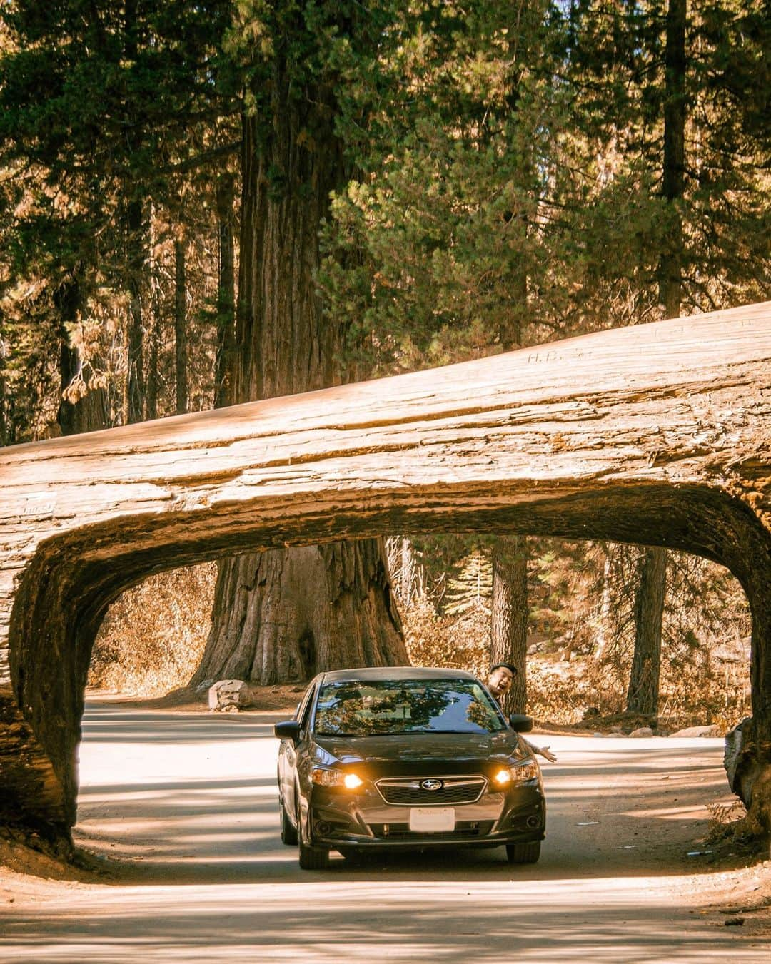 Subaru of Americaさんのインスタグラム写真 - (Subaru of AmericaInstagram)「#SubaruImpreza adventuring at 📍 Sequoia National Park. What #NationalParks are you and your #SubieGang visiting this weekend?? (📸: @not_tanner_than_u)」2月6日 9時48分 - subaru_usa