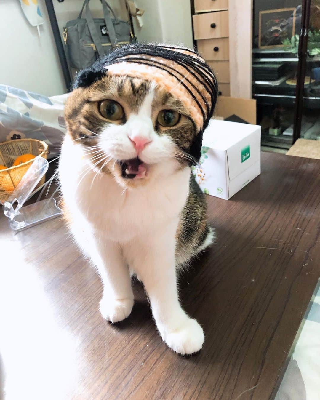 コテツのインスタグラム：「2021/2/6 お口のツートンかわいいよ ってか他にツッコミどころあるわね😂 おかーさん、アタチにハゲヅラ被せないでよね！ . 動画はハゲヅラ被りながらこてっちゃんにオラオラしてたおはつです😂 . #バーコードハゲ #バーコードハゲヅラ祭　勝手に」