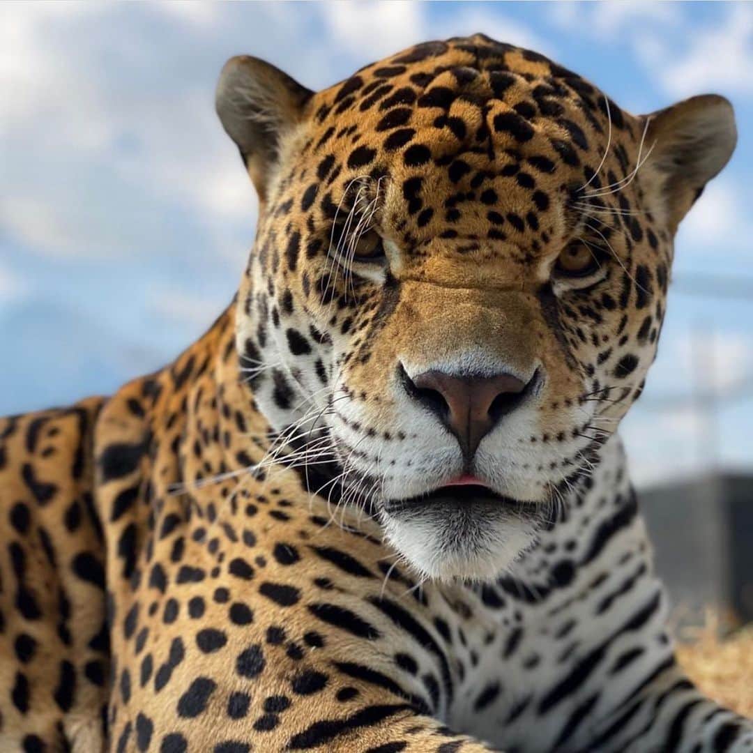 Black Jaguar-White Tiger さんのインスタグラム写真 - (Black Jaguar-White Tiger Instagram)「King Mercury :) #KingMercuryBJWT」2月6日 9時51分 - blackjaguarwhitetiger