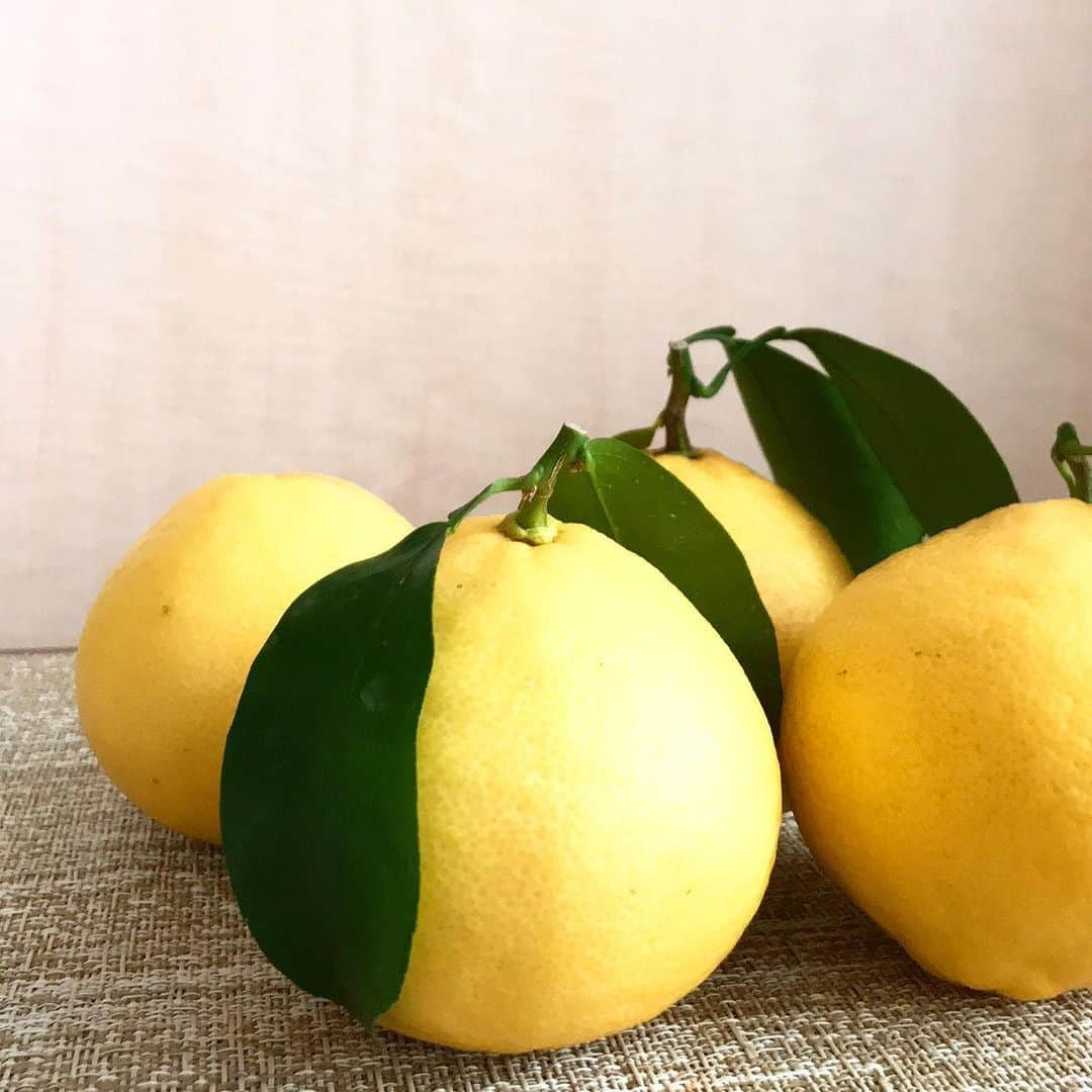 三好ジェームスさんのインスタグラム写真 - (三好ジェームスInstagram)「#宮崎県 の恵み 『日向夏』🍋  ほのかな甘味と酸味が絶妙！  旬の味覚！  先日、宮崎県の皆さんから頂きました。  #日向夏#宮崎県#旬#甘味#酸味#優しい味#笑売繁盛ウメ子食堂 #rkbラジオ#田代剛」2月6日 9時52分 - james.arita2946