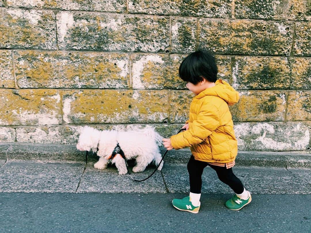 安田美沙子さんのインスタグラム写真 - (安田美沙子Instagram)「今朝はちびっ子が散歩してくれました。はんなも嬉しそう❤️ . . ママ「とりのふんに気を付けてね！」ちびっ子「おにのふん？」笑 朝から笑顔にさせてもらったよ😊✨ ママが家を出るときは、必ずタッチ、チュー、ギューが恒例。愛おしい。。。 . . . #朝散歩　#はんな　#トリミングは明日　#モシャモシャ #散歩好き　#14歳」2月6日 10時03分 - yasuda_misako